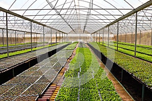 Organic vegetables greenhouses in Thailand photo