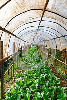 Organic vegetables,Grow vegetables net,Vegetables in Covered Netting.