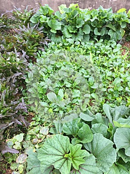 Organic vegetables growing in field spring