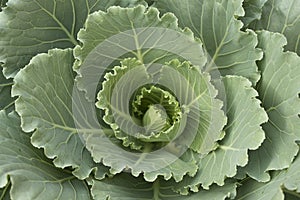 Organic vegetables growing.