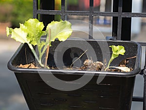 Organic vegetables grown on the edge of the house.Self-made vegetables ensure no toxins.I grow vegetables and eat