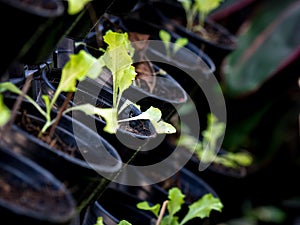 Organic vegetables grown on the edge of the house.Self-made vegetables ensure no toxins.I grow vegetables and eat