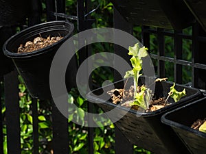 Organic vegetables grown on the edge of the house.Self-made vegetables ensure no toxins.I grow vegetables and eat