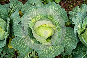 Organic vegetables grown in the garden.