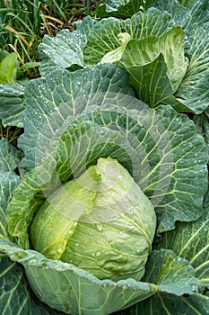 Organic vegetables grown in the garden