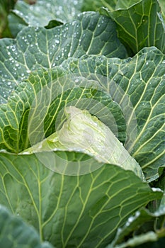 Organic vegetables grown in the garden