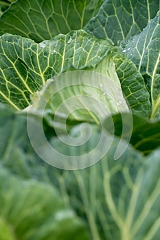 Organic vegetables grown in the garden.