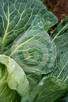 Organic vegetables grown in the garden.