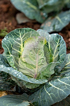 Organic vegetables grown in the garden