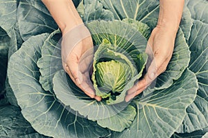 Organic vegetables in hands. Farmer holding and harvested fresh