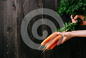 Organic vegetables. Hands holding fresh carrots. Black wooden background with copy space