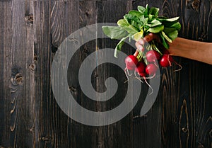 Organic vegetables. Hands holding fresh radish. Black wooden background with copy space