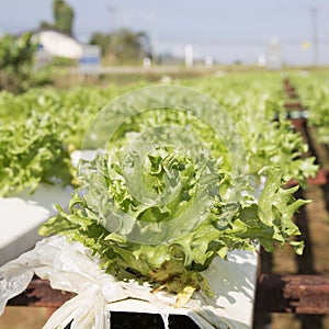 Organic vegetables hydro phonic Plantation