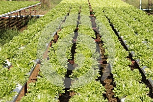 Organic vegetables hydro phonic Plantation photo