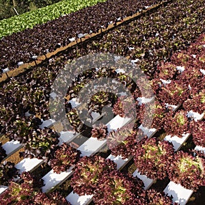 Organic vegetables hydro phonic Plantation a photo