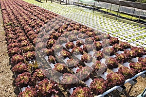 Organic vegetables hydro phonic Plantation photo