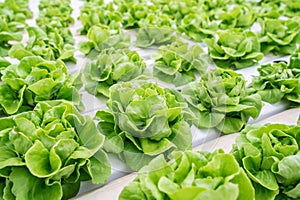 Organic vegetables in hydroponics farms