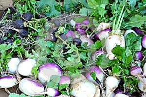 Organic vegetables in a market : turnips