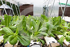 Organic vegetables plant in greenhouse