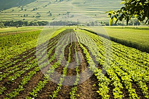 Organic vegetables plantation field