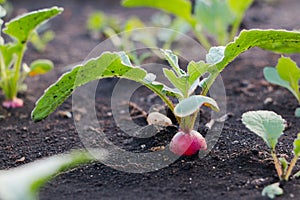 Organic vegetables. Radish growing in the garden bed