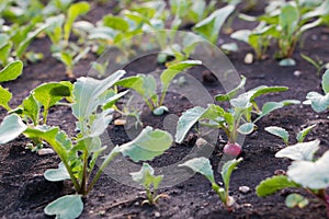 Organic vegetables. Radish growing in the garden bed