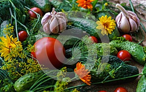 Organic vegetables.a set of beet cucumbers, dill, garlic and tomato