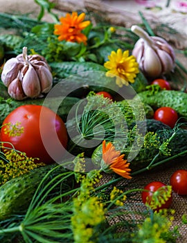 Organic vegetables.a set of beet cucumbers, dill, garlic and tomato