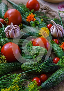 Organic vegetables.a set of beet cucumbers, dill, garlic and tomato