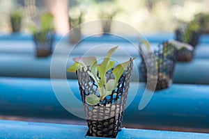 Organic vegetables on water pipe