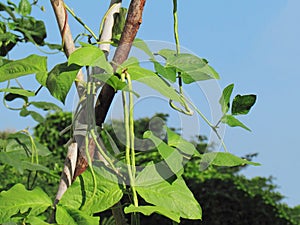Organic vegetables, Yardlong bean hanging on tree with morning l