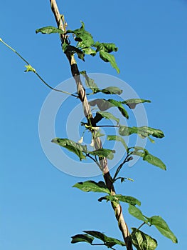 Organic vegetables, Yardlong bean leaves climbing on trellis against the blue sky. .