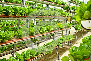 Organic vertical farming