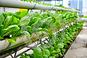 Organic vertical farming pipe lines