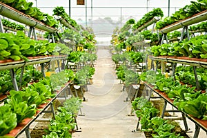Organic vertical farming photo