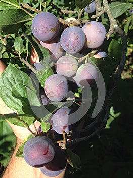 Organic Village Damson Plums