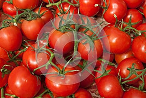 Organic Vine Tomatoes