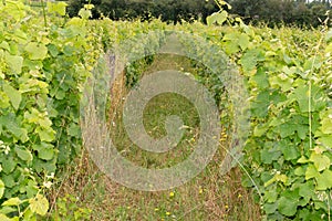 Organic vines in the spring in Bordeaux Medoc France