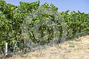 Organic vineyard in the Andalusian countryside.