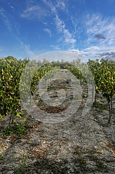 Organic vineyard in the Andalusian countryside.