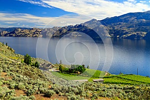 Organic vineyard landscape okanagan lake