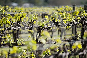 Organic vineyard in McLaren Vale, Australia