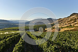 Organic Vineyard Osoyoos Okanagan Valley