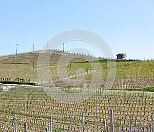 Organic vineyards in Italy. Spring season, sunny day. Vine yards