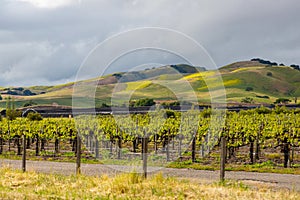 Organic vineyards with mountians in the background