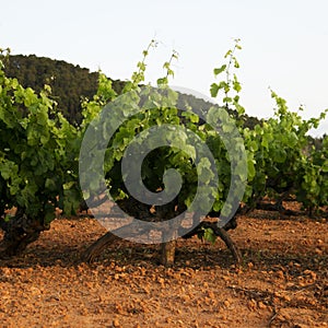 Organic vineyards in the north of the island of Ibiza near the town of Sant Mateo.