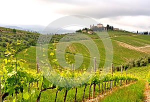 Organic vineyards in Tuscany , Italy