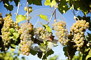 Organic Viognier Grape Okanagan Valley