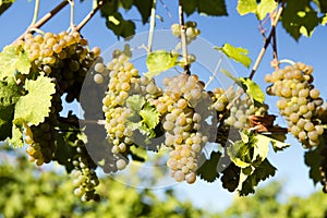 Organic Viognier Grape Okanagan Valley