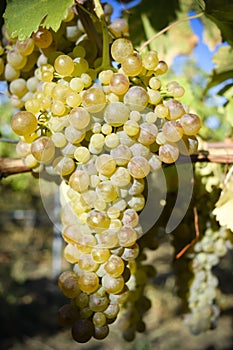 Organic Viognier Grapes